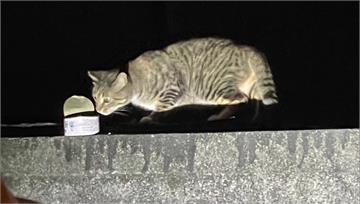 天王星大樓第二隻貓咪「妹妹」救出　肚子餓壞狂吃罐...