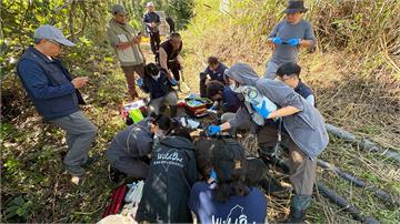 台灣黑熊「阿里曼」二度野放侵擾聚落 捕獲送北市動...