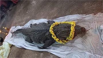 印度「素食神鱷」去世！70多年間從未傷人 近千信...