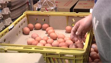 缺蛋問題「全球性」 雞農：最終回歸市場機制