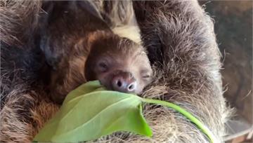 萌！壽山動物園樹懶寶寶誕生 明年可望見客