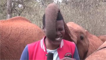 象寶寶搶鏡！ 肯亞記者戶外連線 大象用鼻搔耳又摸...