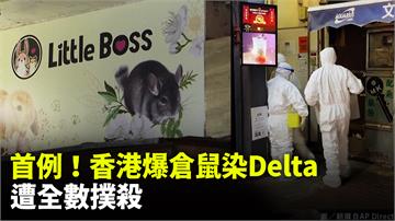 全球首例！香港爆倉鼠染新冠病毒 全港倉鼠人道處理