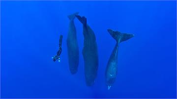 抹香鯨「直立」集體睡午覺　宛如海洋巨石陣