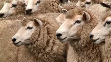 紐西蘭擬徵「牛羊打嗝稅」 打算靠基改、疫苗減少碳...