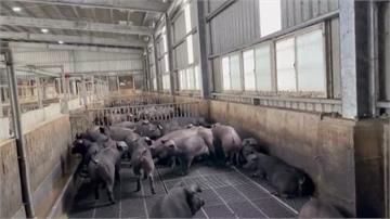 禁止廚餘養豬 桃園養豬協會批「政策無配套」籲政府...