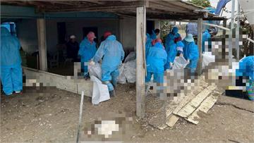 雲林爆禽流感！縣府撲殺1626隻肉鵝 違規棄置死...