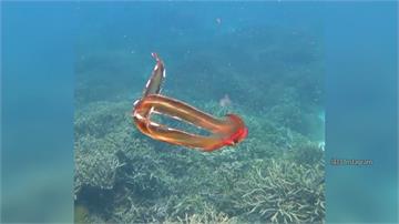 海中跳舞的章魚！澳洲科學家大堡礁喜見「毯子章魚」