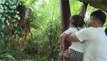 動物園樹上有蟒蛇！ 女遊客嚇到PO網真相大逆轉