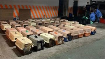 走私154隻品種貓害安樂死 檢方起訴9嫌求判重刑