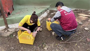 八里「兔子餐廳」違法噱頭吸客　兔隻染病大量死亡　...