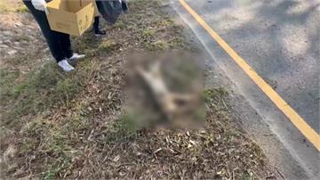 疑似為了覓食...保育類石虎穿越台61線 慘遭「...