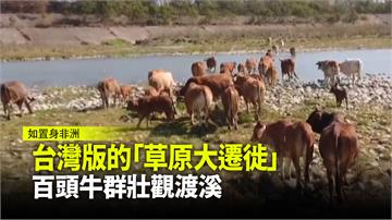 台灣版的「草原大遷徙」  百頭牛群壯觀渡溪