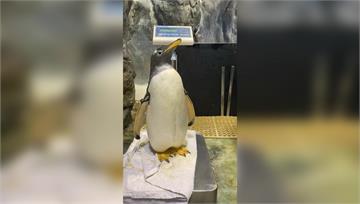 圖／屏東海生館企鵝大健檢 量體重、抽血萌樣曝光！