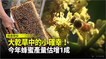 大乾旱中的小確幸！今年蜂蜜產量估增1成
