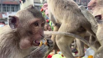 泰國猴城「美猴節」 猴群享用五星級大餐
