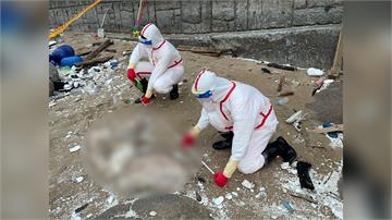 台中才爆非洲豬瘟！馬祖北竿驚見海漂豬屍 海巡清消...