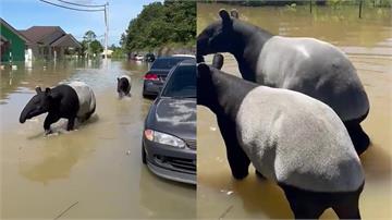 馬來西亞洪災27死 瀕臨絕種馬來貘「涉水逃亡」