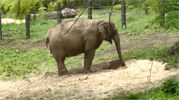 替動物園「獨居大象」聲援！ 動保團體爭自由權