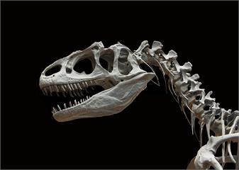 發現非洲最古老恐龍！ 辛巴威出土2.3億年前骨骸