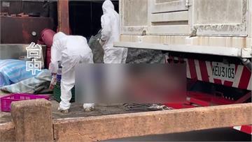 拖10天才採檢挨轟！ 農業局稱死亡豬「無非洲豬瘟典型症狀」才誤判