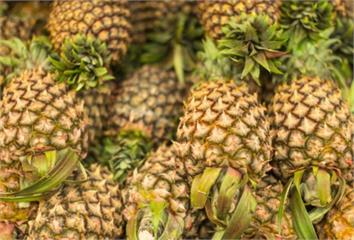 鳳梨營養滿分！夏季最佳消暑水果還能助消化、改善便...