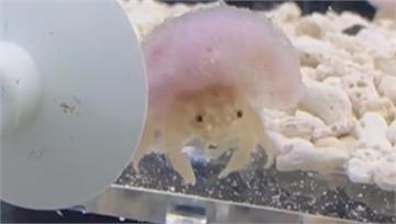 全台首例！「綿蟹」寶寶誕生　海洋科技博物館繁殖成...