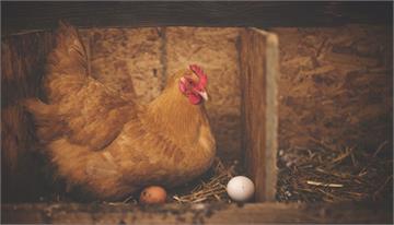解謎先有雞還是先有蛋！英國學者：雞祖先是胎生