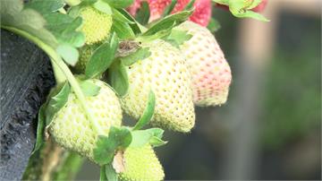 秋冬高溫產量減 把握元旦連假採「莓」去