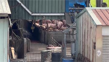 彰化芬園4死豬排除染非洲豬瘟 防檢署：40關聯場...