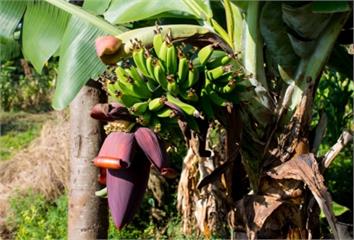 香蕉花可以預防中風、高血壓？  營養師解惑