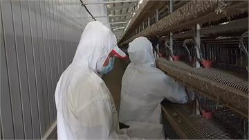 屏東鹽埔鵪鶉養殖場爆H5N1疫情 近12萬隻遭撲...