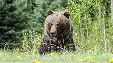 日本熊出沒太頻繁！累計12死破紀錄 自衛隊進駐秋...