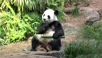 加拿大貓熊缺新鮮竹子 提前2年歸還中國