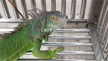 「無天敵」綠鬣蜥遭非法販售 農業局開罰30萬