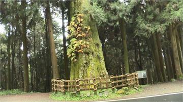 阿里山紅檜巨木高齡1600歲！　吸引遊客搶拍