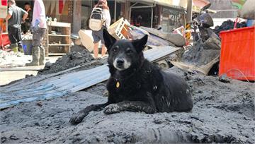 犧牲自己救毛小孩...老婦帶狗避難遭沖走亡 狗狗...