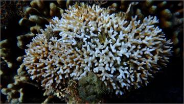 氣候暖化造成珊瑚白化加劇 海保署：未來兩個月進入...