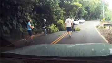 彰化樟樹枝幹掉落險砸車 疑久未修剪釀禍