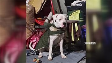 彰化杜告犬遭虐死棄屍　飼主涉故意虐待.傷害起訴