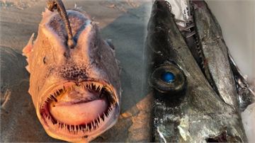 深海怪魚被沖上岸 民眾驚呼：外星生物！