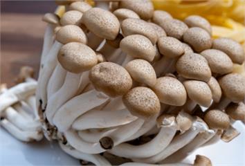 鴻喜菇別再直接丟滾水煮！  專家揭「1NG動作」害鮮味、營養全流失