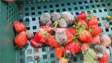 連下6天雨草莓泡水發霉 農民心都涼了