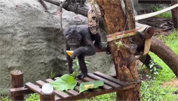 圖／夏至到！壽山動物園特製蔬果冰粽餵食 猩猩狂嗑...
