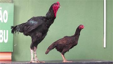 號稱「全球最大」！基因改良新品種 巴西巨型公雞可...