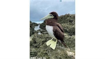 鵝鑾鼻發現罕見「白腹鰹鳥」　自日本跨海到台灣「謎...