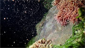 墾丁珊瑚產卵高峰期 海底如「粉紅色銀河」遊客讚嘆