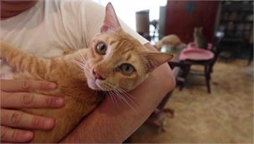 新加坡「組屋」34年養貓禁令　下半年鬆綁