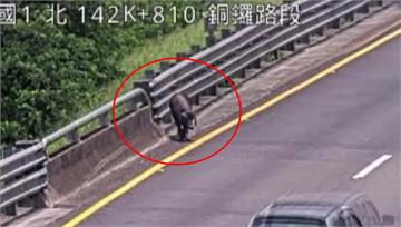 國道上有豬！亂竄釀追撞　出動拖吊車包夾抓