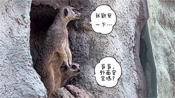 萌翻！壽山動物園新生狐獴兄弟 勇敢出洞探索